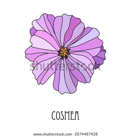 Decorative hand drawn pink cosmos, cosmea flower, design element. Can be used for cards, invitations, banners, posters, print design. Floral line art style