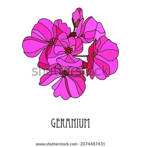 Decorative hand drawn pink geranium flower, design element. Can be used for cards, invitations, banners, posters, print design. Floral line art style