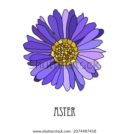 Decorative hand drawn blue violet aster flower, design element. Can be used for cards, invitations, banners, posters, print design. Floral line art style