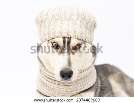 The husky dog is wearing a hat