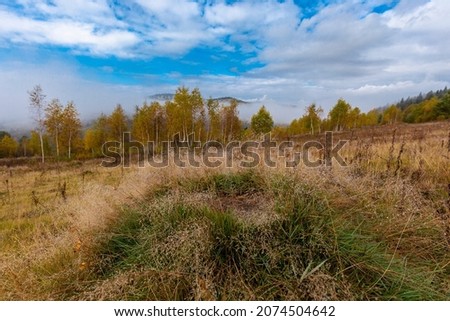 Thick autumn fog on a background of autumn forest. Autumn in the Carpathian mountains with fog and golden trees. Beauty of nature concept background.
