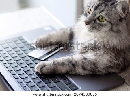 Online shopping from home. The gray cat looking at laptop. Paws on the keyboard, a credit card lying next to it. Life style, stay home. Pets use technology. A domestic cat orders food online. Royalty-Free Stock Photo #2074533835
