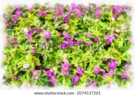 The flower bush has small pink flowers watercolor style illustration impressionist painting.