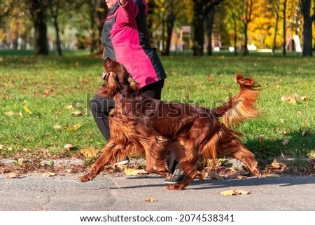 Girl runs in a autumn park and playing with a dog. The Irish setter in the in a park runs on the background beautiful yellow, orange leaves