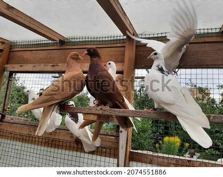 Breeding pigeons at home. In the foreground of the photograph are two brown pigeons sitting in a dovecote, next to a sitting white dove, in the background are flying pigeons. Domestic pigeons.