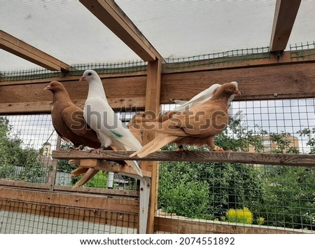 Doves in a home dovecote. White and brown pigeons. Breeding and raising pigeons at home.