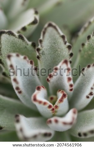  Doris Taylor.Succulent plant with dense of white hairs on leaves .Macro photography with soft pastel color toned.