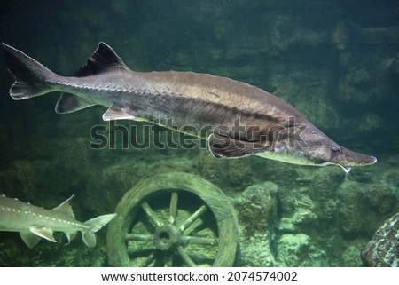 Sturgeon fish (kaluga, beluga)  swim at the bottom of the aquarium. Fish underwater. Royalty-Free Stock Photo #2074574002