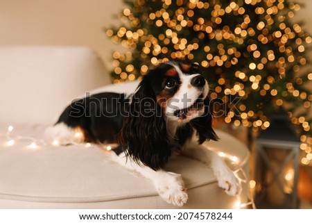 A small cute pet dog is sitting on a beige sofa by a decorated Christmas tree on a Christmas holiday in a cozy house. Selective focus