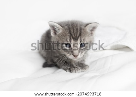 Cute small gray kitten on white cloth background.