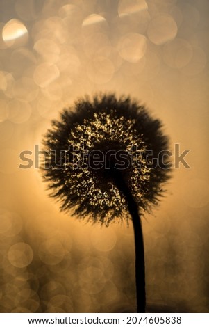 Black dandelion contour on a golden background of the setting sun. With bokeh on a yellow background. Macro. Near