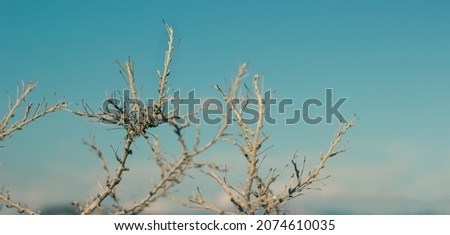 thorns dry dead plant in desert global warming climate concept cinematic colors picture with panoramic format and unfocused background of turquoise color and empty space for copy or text, soft focus 