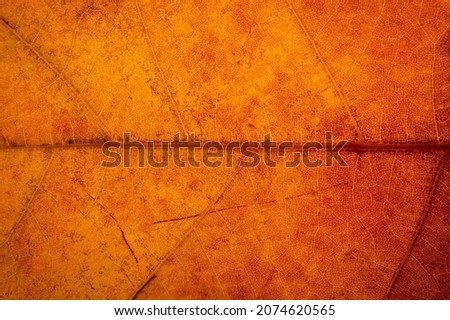 Close up of a yellow, orange, brown leaf. macro photography