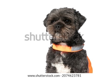 cute metis dog wearing a reflective vest and looking away on white background