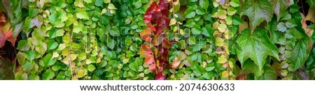Vibrant fall colors in the foliage of vines growing on a wall, as a nature background
