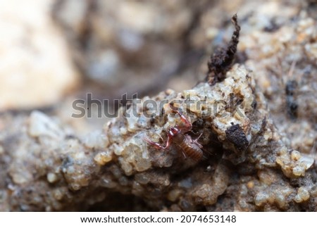 Pseudo-scorpion Chthonius on stone in close-up