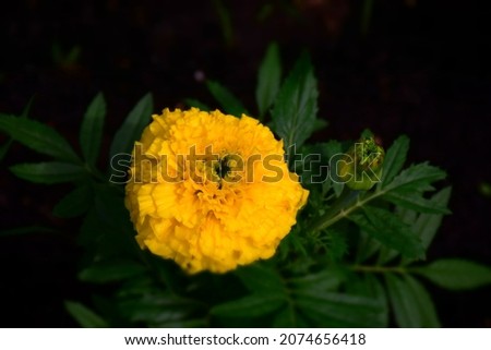 Fresh yellow golden marigold flower in the garden. Stock Photo