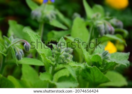 Flower buds of cucumber herb in the garden. Stock Image