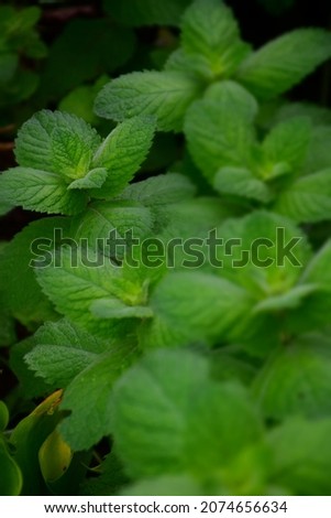 Fresh young mint plants in a garden. Stock Image 