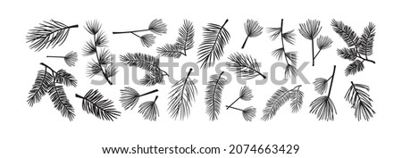 Christmas tree and pine, fir branch vector set. Evergreen plant. Winter nature illustration