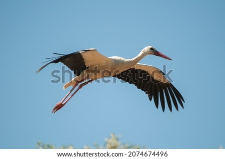 Ciconia ciconia, white stork in flight under a blue sky.