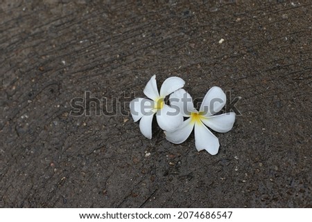 frangipani flowers on cement floor