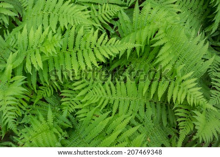 Bright green ferns layer to create a natural backdrop