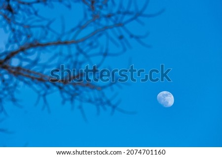 moon and tree , Digital created image Picture