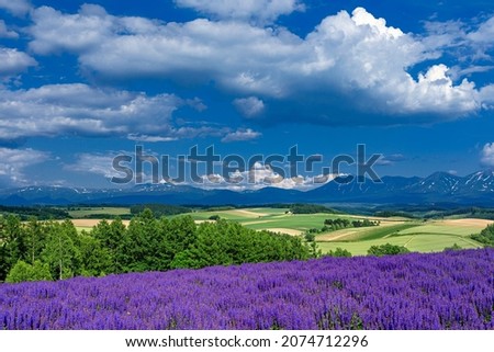 This is a summer scenery at Biei town in Hokkaido prefecture, Japan.
Biei town is well known as a tourist destination in this country, many people come to see this beautiful scenery every year. Royalty-Free Stock Photo #2074712296