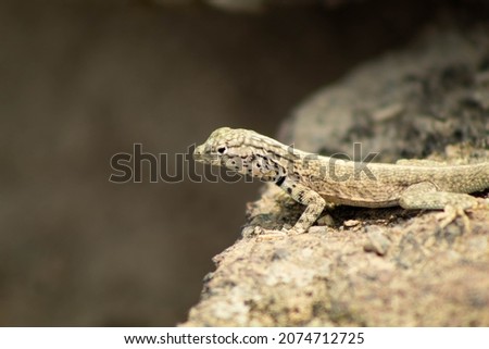 lizard looking in the mountains