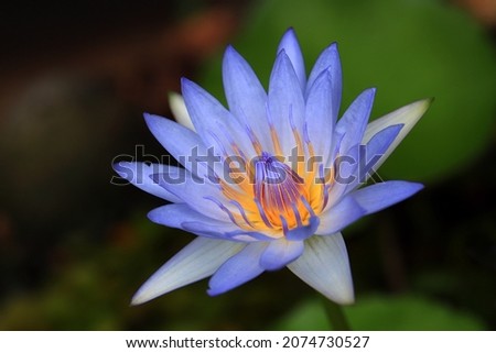 Blooming blue lotus flower and leaves with dark background