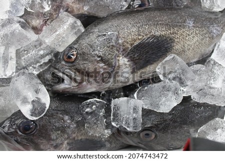 Closeup of fresh fish on ice