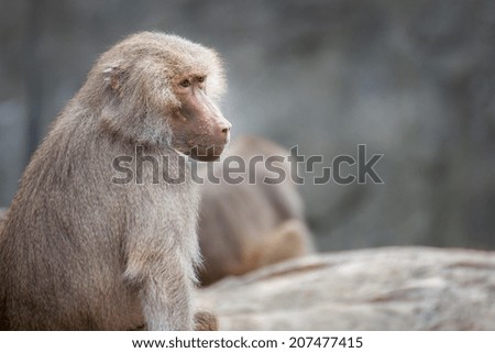 A female hamadryas baboon portrait