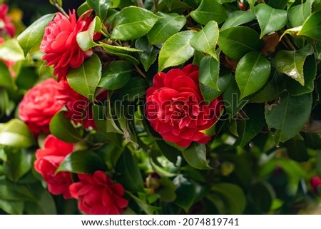 Flowers of Camellia - Camellia japonica - are in bloom in Fukuoka prefecture, JAPAN. Royalty-Free Stock Photo #2074819741