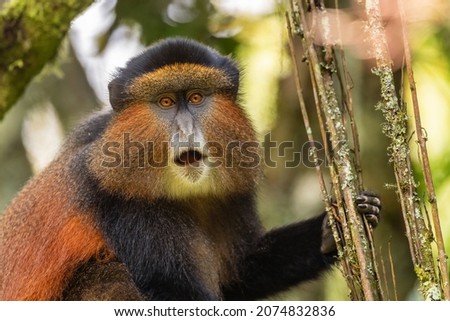 Golden Monkey - Cercopithecus kandti, beautiful colored rare monkey from African forests, Mgahinga Gorilla National Park, Uganda. Royalty-Free Stock Photo #2074832836