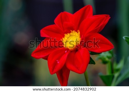 Blooming red dahlia flower with raindrops macro photography. Garden dahlia with water drops on a red petals close-up photo in summertime.