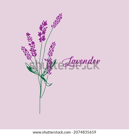 lavender bouquet print. purple floral violet vector