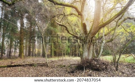 Picture of a forest in autumn.