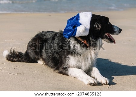 border collie dog celebrating christmas holidays with a blue santa claus hat on the beach