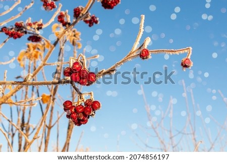 Christmas or winter background with snowy red berry branches against the blue sky. Nature landscape with copy space.