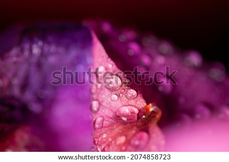Beautiful flower with vivid colors in the garden with morning dew, flower with morning dew on the petals, macro photography with flowers