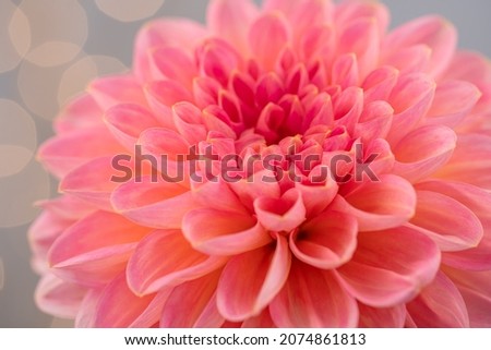 Close up of a soft pink dahlia flower with soft blue background with light balls.
