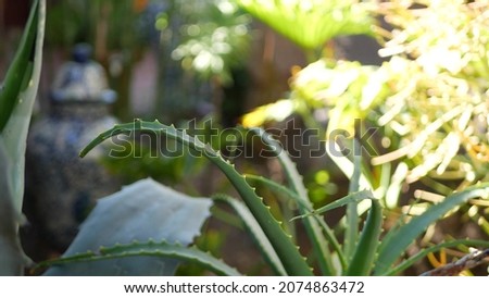 Aloe succulent plant, California USA. Desert flora herbal medicine, arid climate natural botanical close up background. Green leaves of Aloe Vera. Gardening in America, grows with cactus and agave.