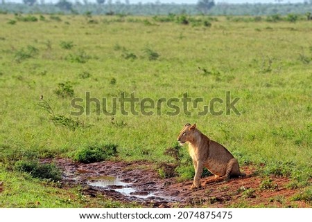 A picture of some lions on a road in the savanna