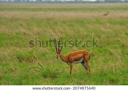A picture of a gazelle in the savanna