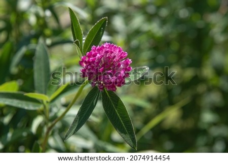 One clover flower on a green background