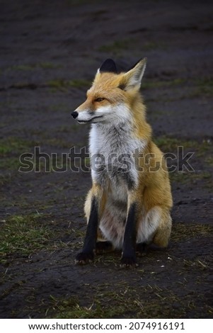 Red forest fox arranges a photo shoot at the edge of the forest
