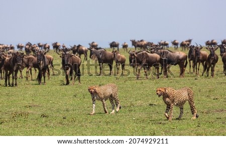 Two cheetahs walking with full stomach after the meal and a lot of antelopes gnus standing around on the grass in savannah. Masai Mara national park. Kenya