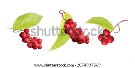 schizandra berry, magnolia-vine, five-flavor-fruit, magnolia berry, berries isolated on white with fresh juicy leaves. Cranberries realistic 3d vector illustration set Healthy plant extract energetic  Royalty-Free Stock Photo #2074937569