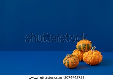 Bright orange decorative pumpkins with green spots on deep blue background closeup. Fall season composition. Autumn holiday sale mockup. Front view, copy space. Dark moody horizontal photo.